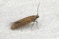 Ephysteris