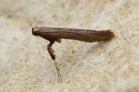 Caloptilia falconipennella
