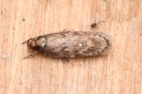 Depressaria albipunctella