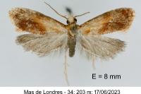 Gynnidomorpha rubricana