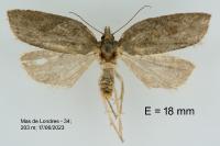 Acleris hastiana