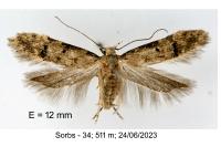 Teleiodes vulgella
