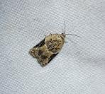 Acleris lacordairana