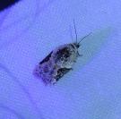 Acleris lacordairana