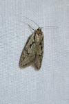 Semioscopis avellanella