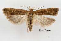 Helcystogramma triannulella