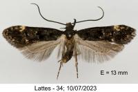 Dichomeris alacella