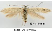 Coleophora mediterranea