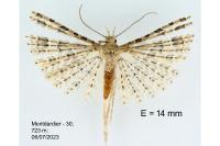 Alucita bidentata
