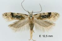 Altenia scriptella