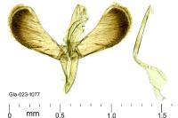 Caloptilia acerivorella