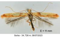 Caloptilia acerivorella