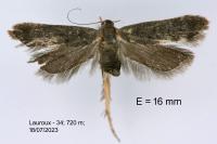 Anacampsis timidella