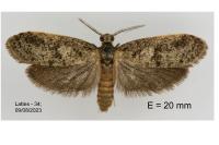 Penestoglossa dardoinella