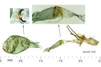 Ivanauskiella occitanica