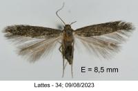 Ivanauskiella occitanica