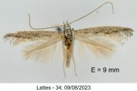 Mondeguina mediterranella