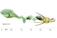 Coleophora maritimella