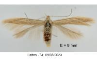 Coleophora maritimella