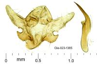 Cochylis roseana