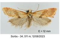 Cochylis roseana