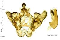 Bactra venosana