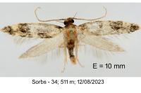 Apatema mediopallidum