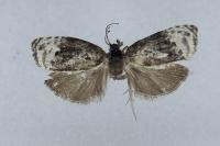 Apotomis betuletana