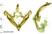 Coleophora iperspinata