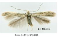 Coleophora iperspinata