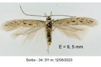 Megacraspedus microsacculella