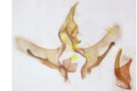 Cnephasia hellenica