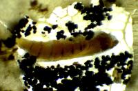 Phyllonorycter messaniella
