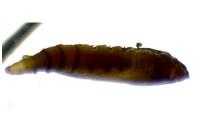 Phyllonorycter messaniella