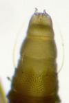 Phyllonorycter messaniella