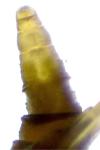 Phyllonorycter messaniella