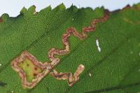 Stigmella aurella