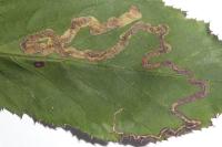 Stigmella aurella
