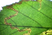 Stigmella aurella