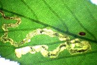 Stigmella aurella