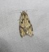 Semioscopis avellanella