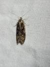 Semioscopis oculella