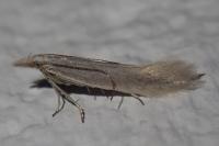 Megacraspedus lanceolellus