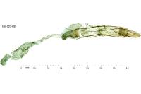 Crassa unitella