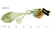 Bactra lancealana