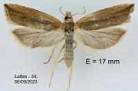 Bactra lancealana