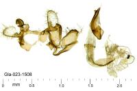 Coleophora saxicolella