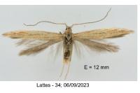 Coleophora saxicolella