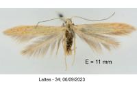 Coleophora salinella