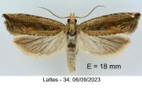 Bactra lancealana